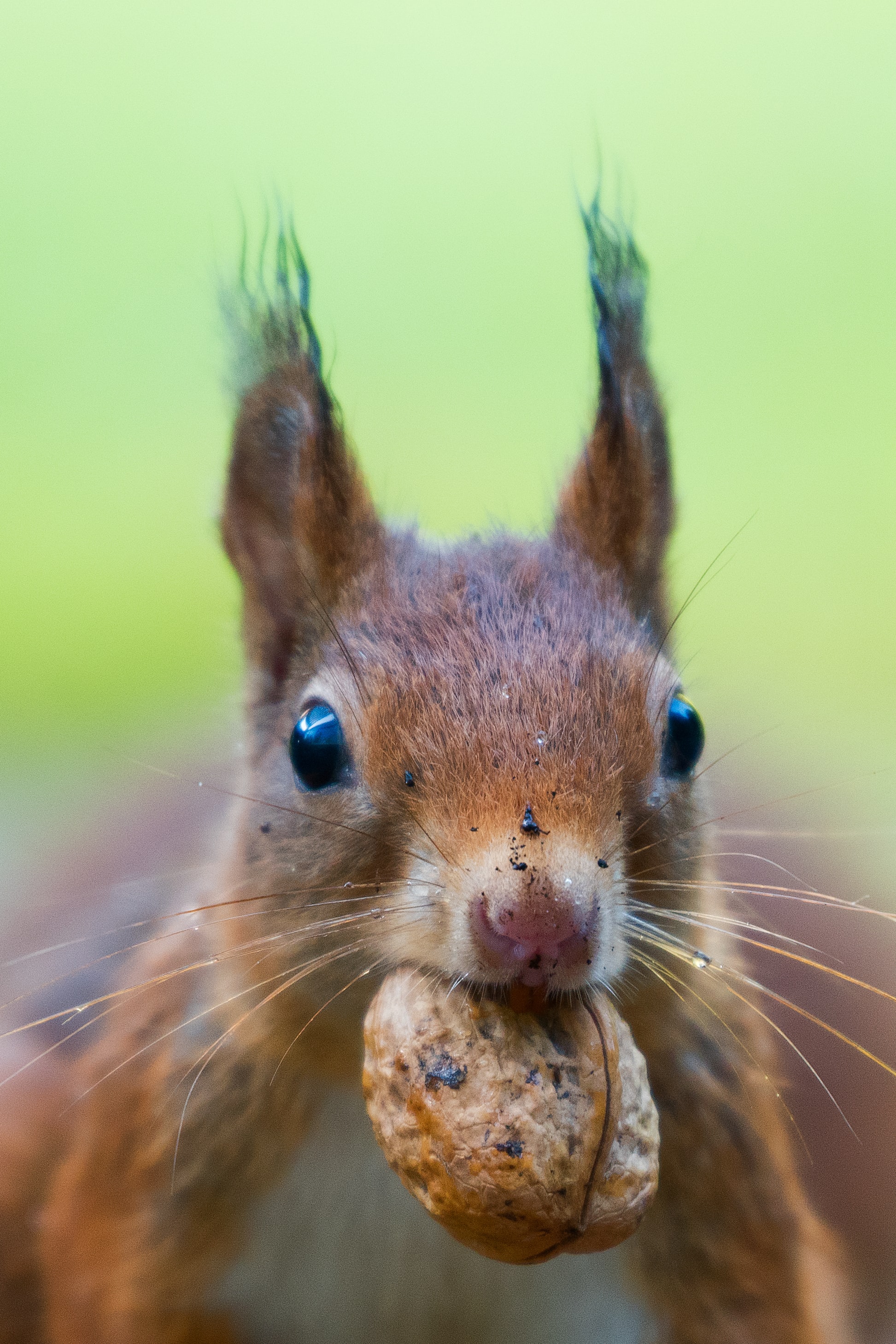 Squirrel in a Hurricane