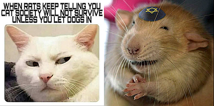 cat-rat-meme.jpg